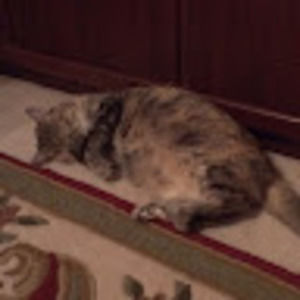 Meet your Posher, Isabella